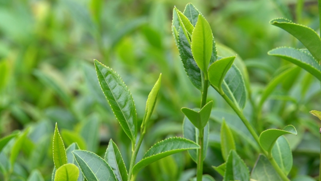 六堡茶产值5年翻了近3倍,老茶客却说“我们不喝”:普通人买这杯茶,该信谁?