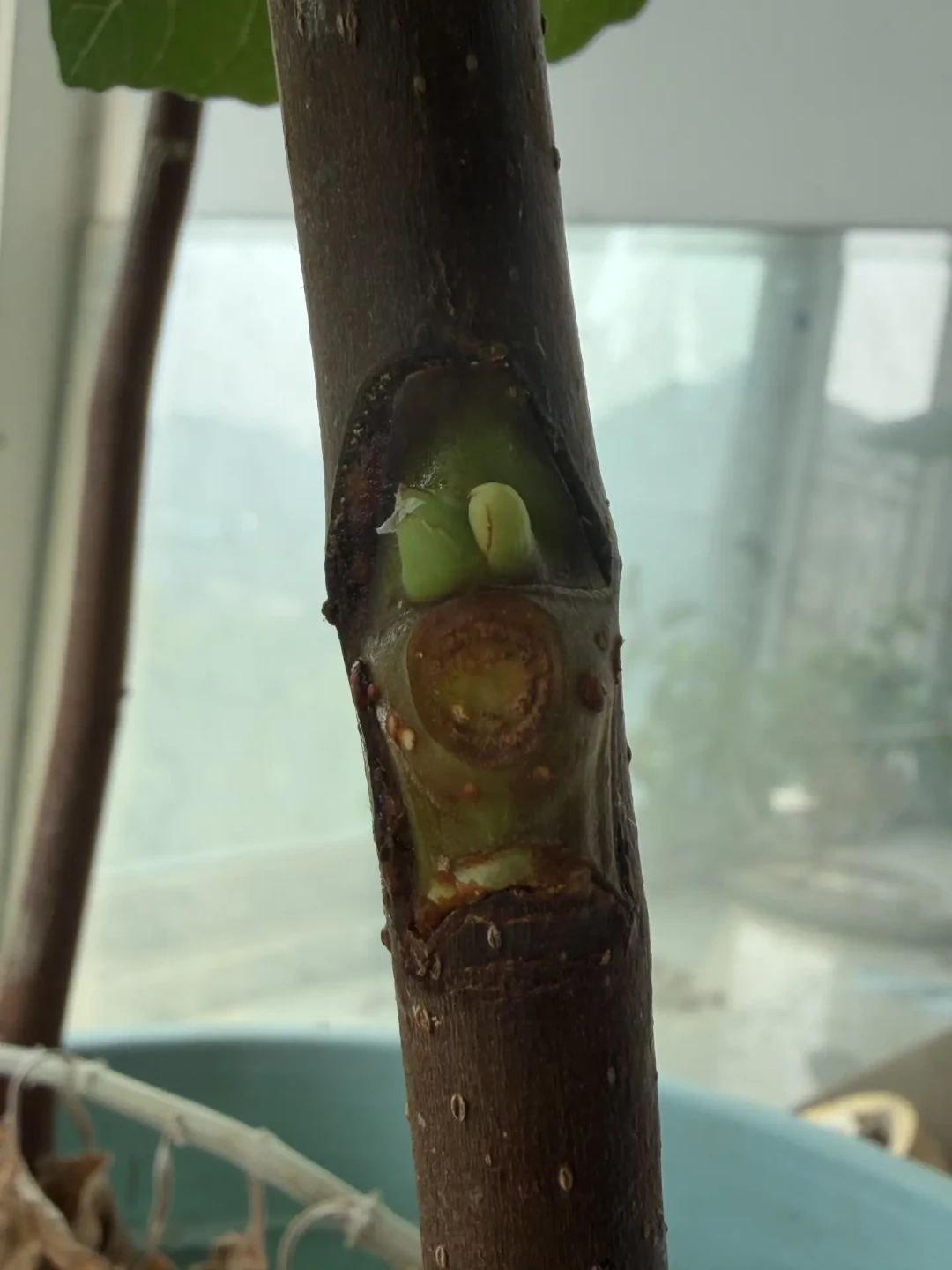 为什么老手都赶在8月底嫁接?“春枝夏芽”的末班车,附亲和力对照表和避坑清单