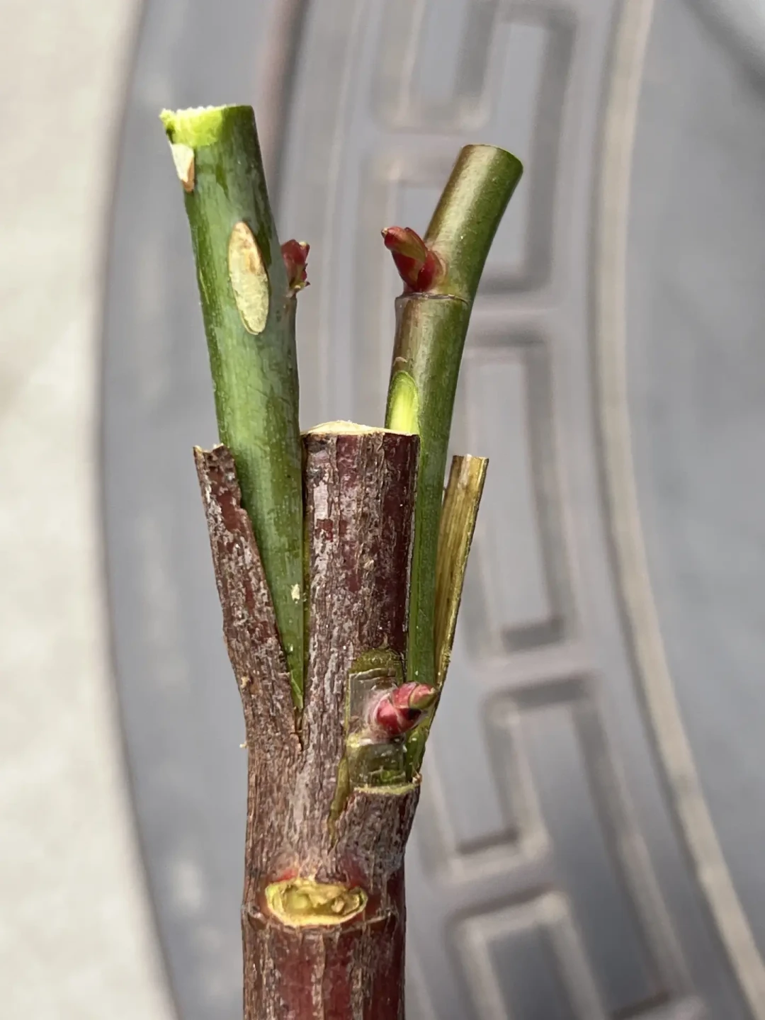 为什么老手都赶在8月底嫁接?“春枝夏芽”的末班车,附亲和力对照表和避坑清单