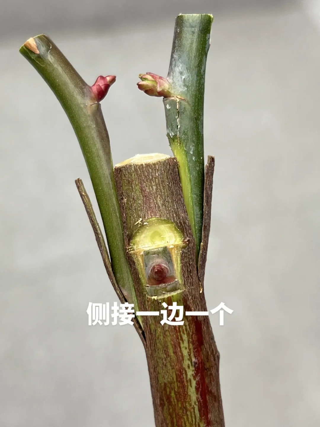 为什么老手都赶在8月底嫁接?“春枝夏芽”的末班车,附亲和力对照表和避坑清单
