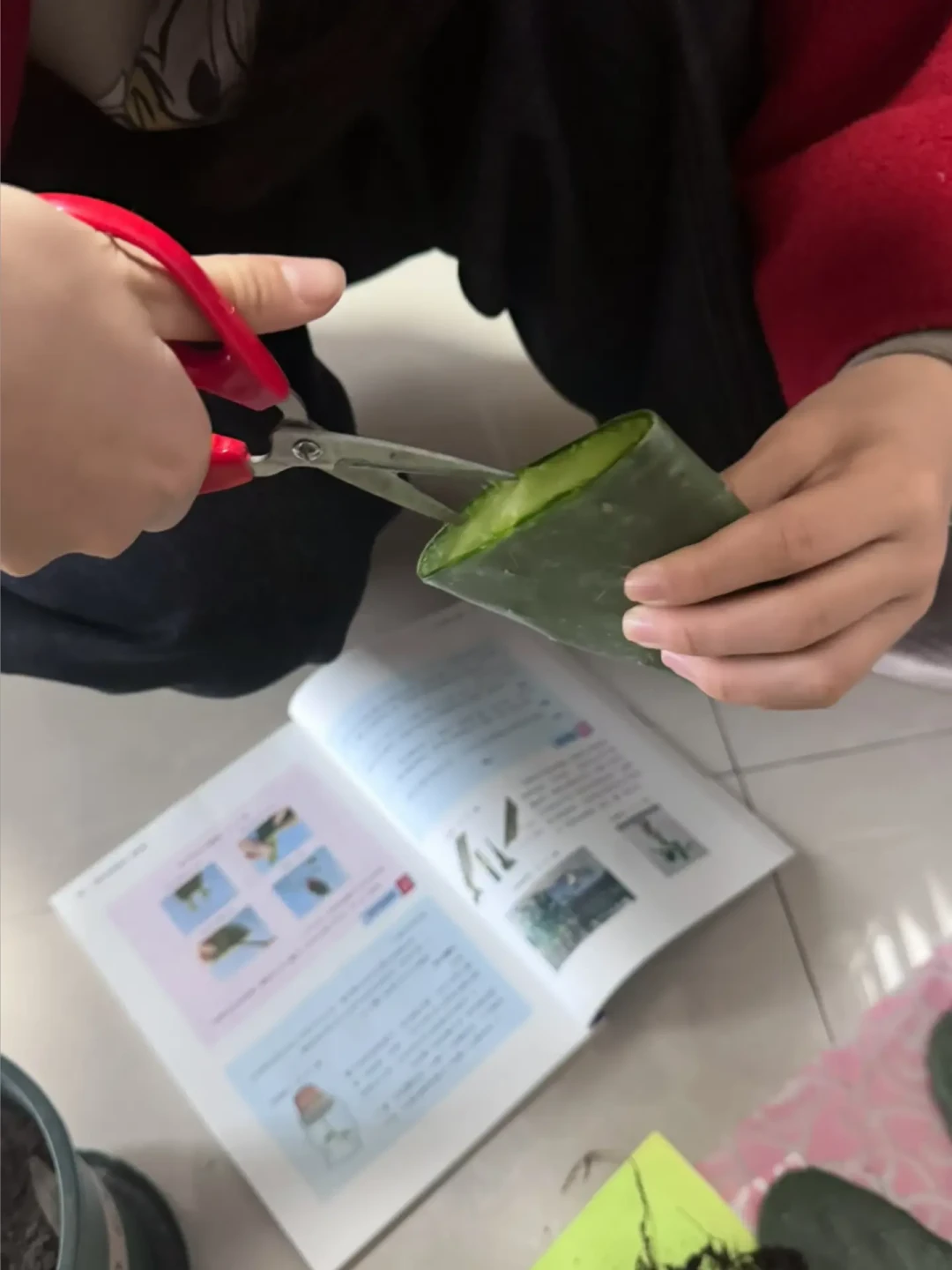为什么老手都赶在8月底嫁接?“春枝夏芽”的末班车,附亲和力对照表和避坑清单