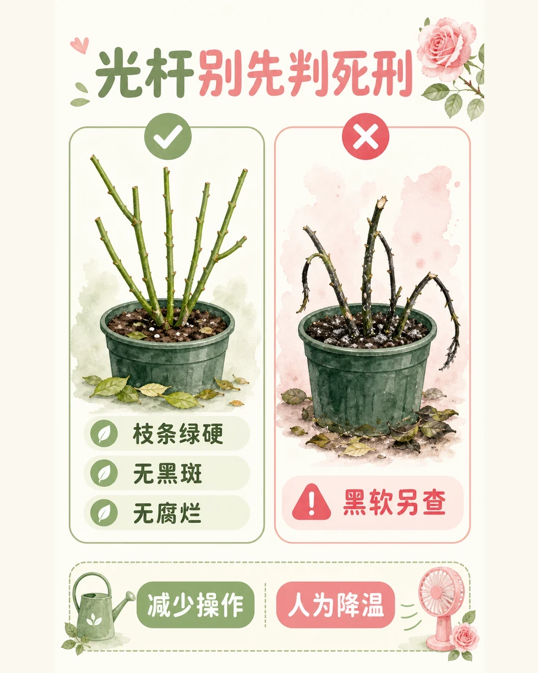 光杆、稀叶、弱苗:刚熬过夏天的月季,别急着跟风秋剪