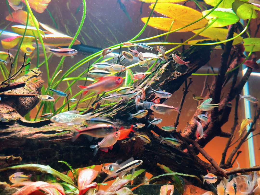 处暑了,秋老虎没走:南美缸里最先扛不住的,是缸底那几条鼠鱼