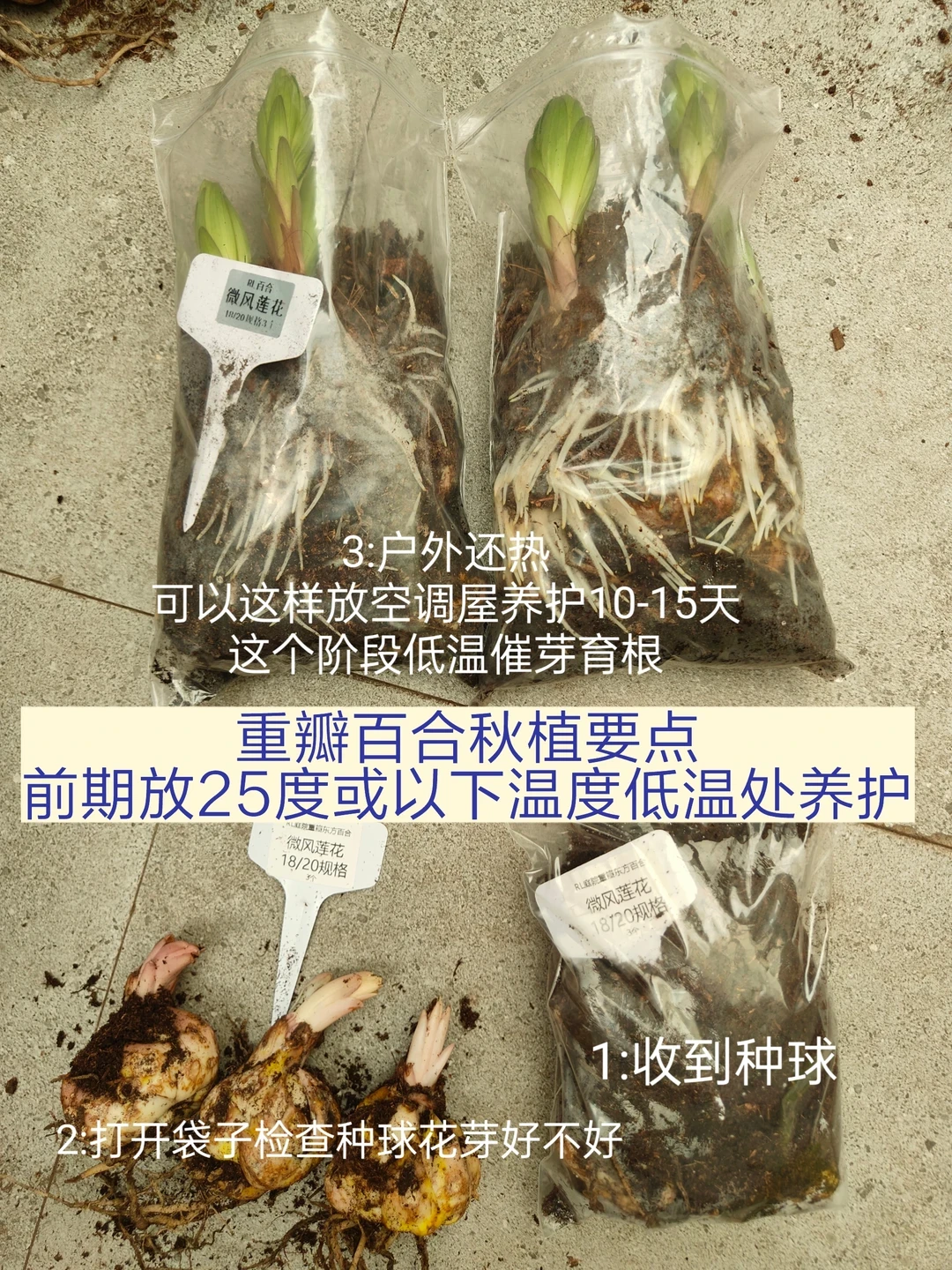 秋植球根已经开抢了,但我劝你先别急着种:5种常见球,看温度别翻日历
