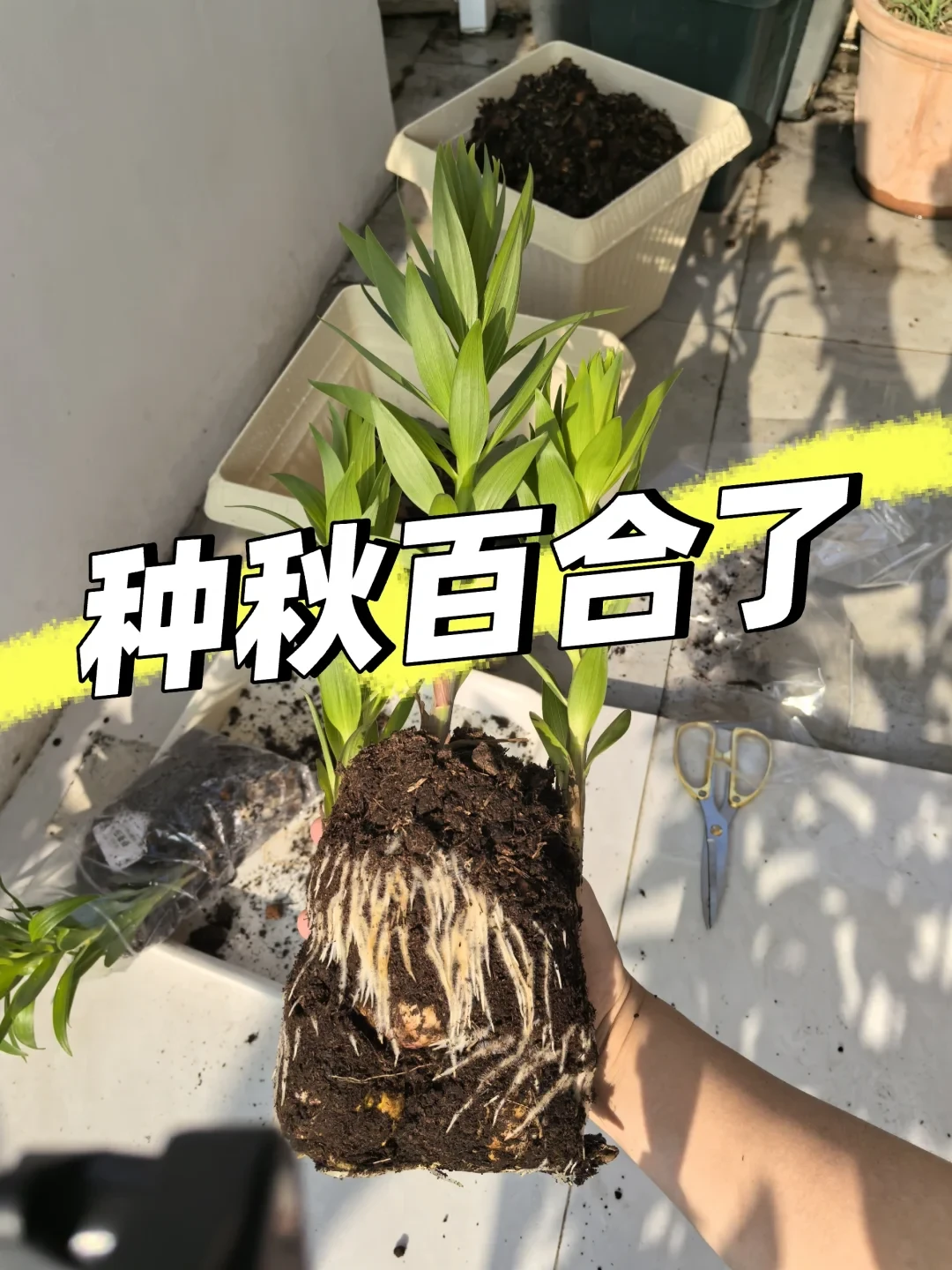 秋植球根已经开抢了,但我劝你先别急着种:5种常见球,看温度别翻日历