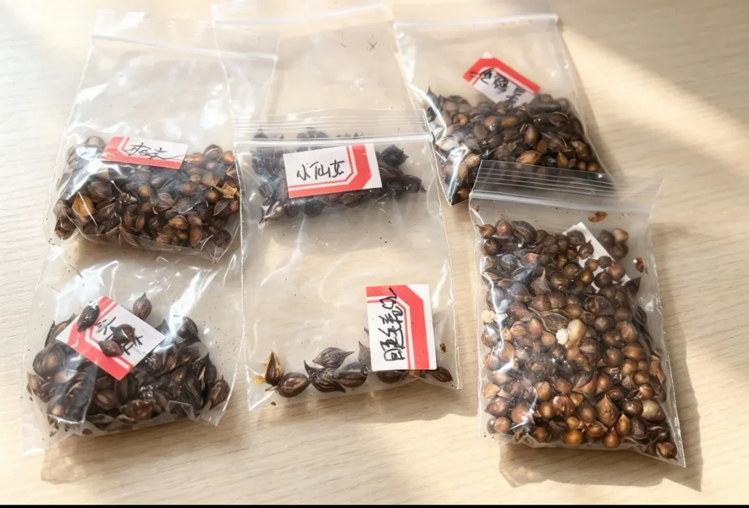 秋植球根已经开抢了,但我劝你先别急着种:5种常见球,看温度别翻日历