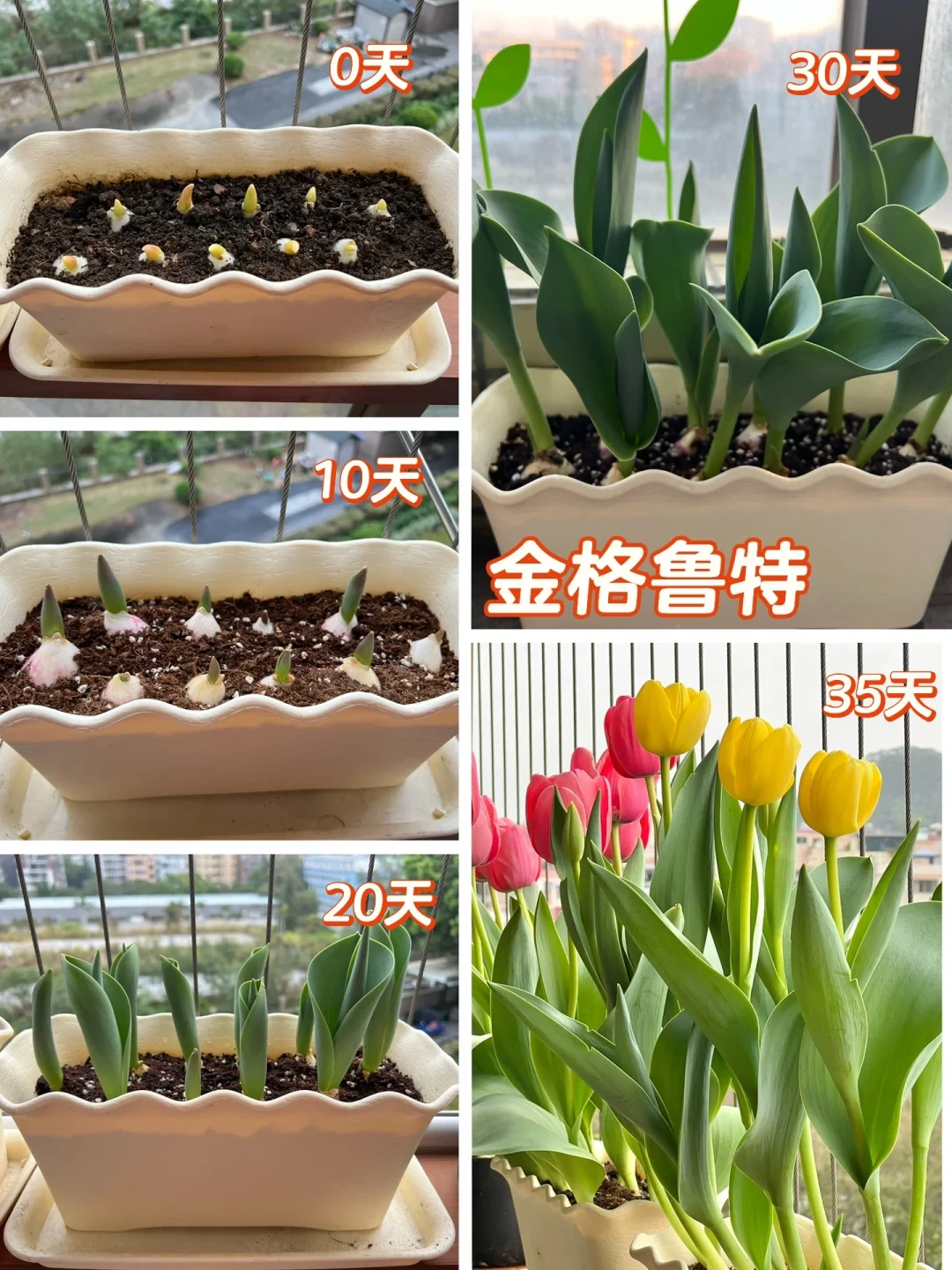 秋植球根已经开抢了,但我劝你先别急着种:5种常见球,看温度别翻日历