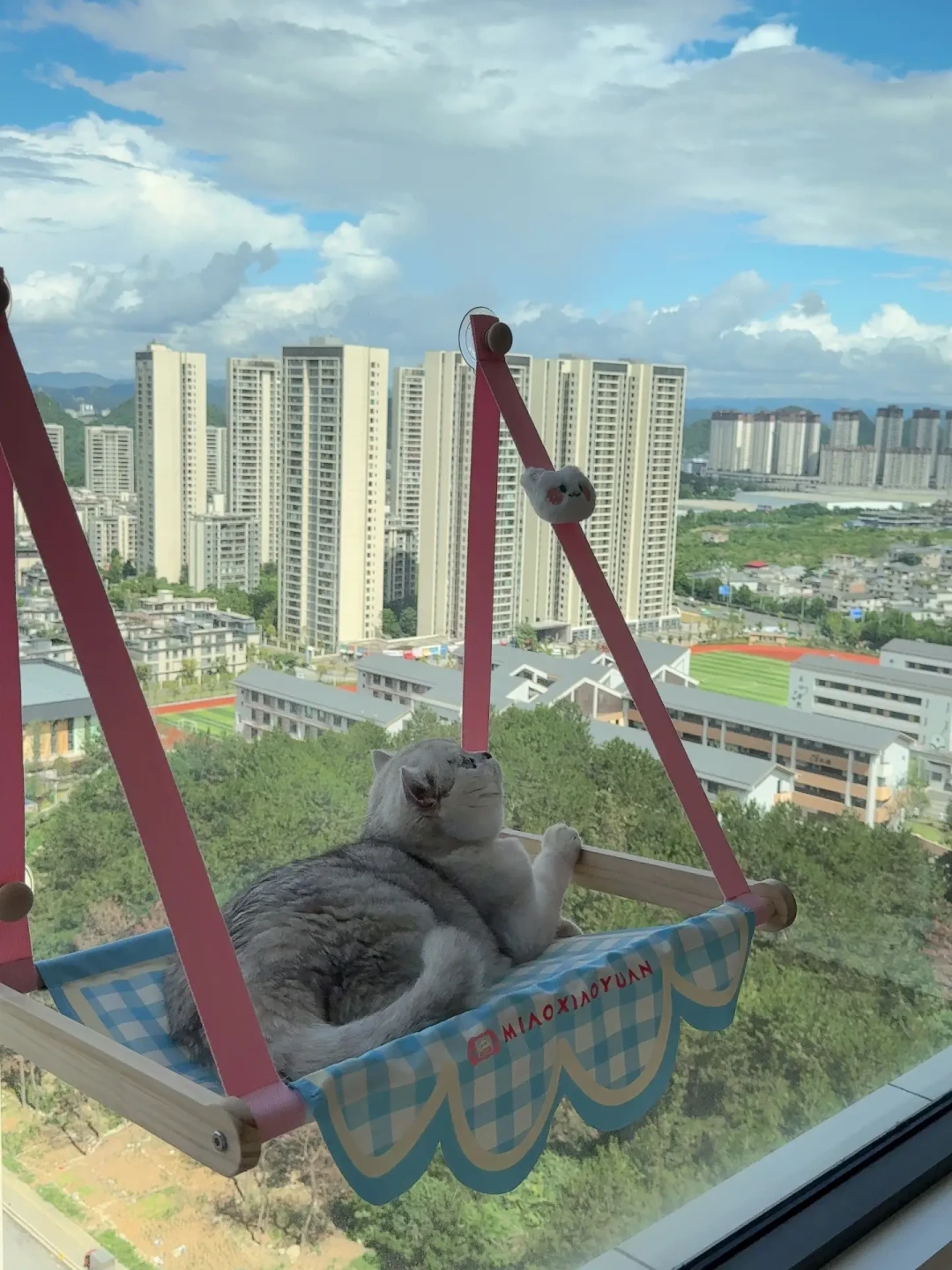 猫咪丰容玩具是智商税吗?58元的网红玩具吃灰,免费纸箱却被玩烂:花钱前先搞懂3个判断