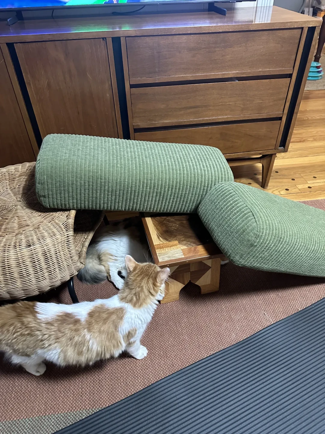 猫咪丰容玩具是智商税吗?58元的网红玩具吃灰,免费纸箱却被玩烂:花钱前先搞懂3个判断