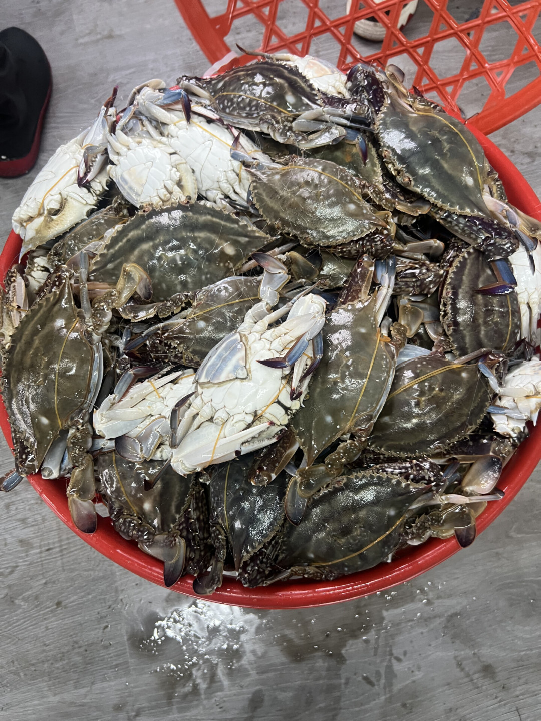 9.9元一只的梭子蟹上热搜,码头好蟹却要七八十一斤:开海第一波,“便宜”能信几分