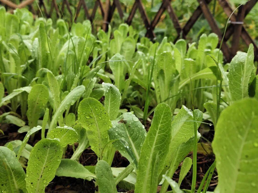 “甲醛白菜”之后,一批人决定自己在阳台种菜:处暑刚过,秋播窗口就这几天,先看懂夜温再下种