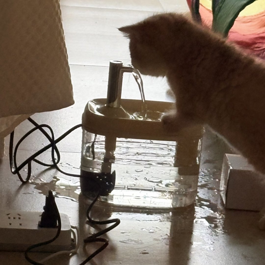 猫导尿完别急着买饮水机:5种热门“防泌尿”方法,按实际作用排个序
