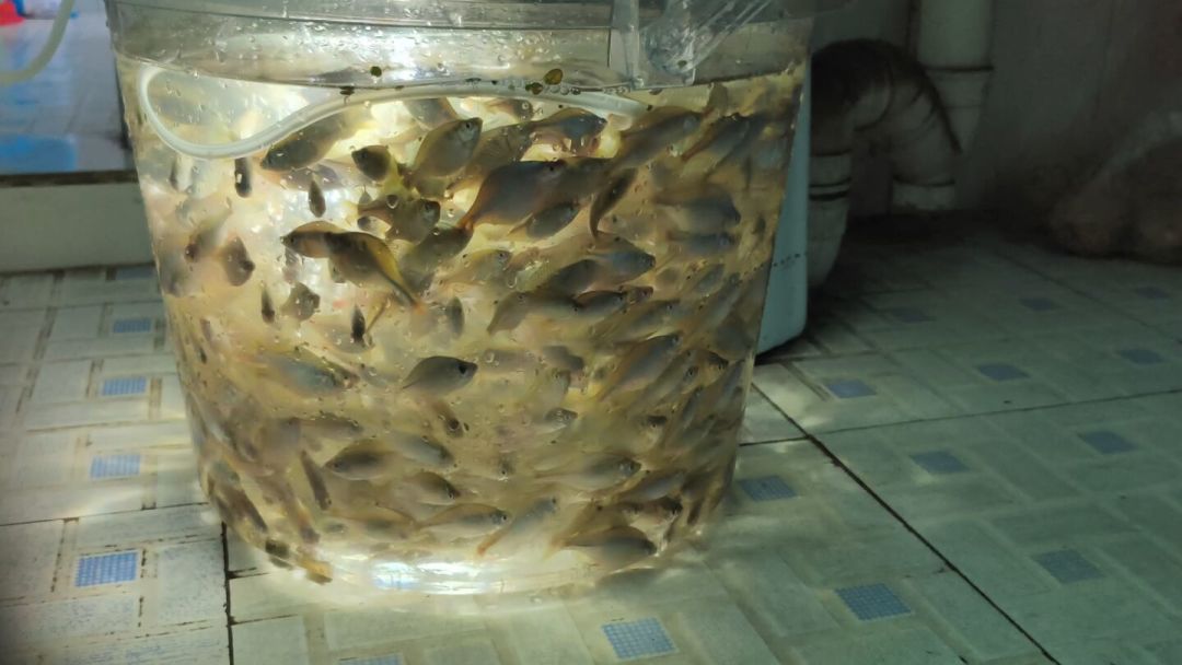 鳑鲏的秋季繁殖季要来了,原生缸里的“托儿所”得先备好:河蚌的三个死穴,死了臭一缸