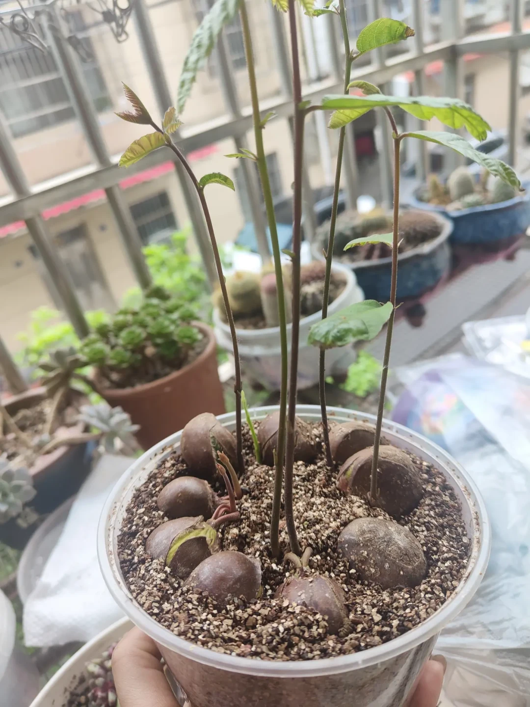 新板栗季,很多人又开始种板栗了:能不能发芽、会不会结果,一次说清楚