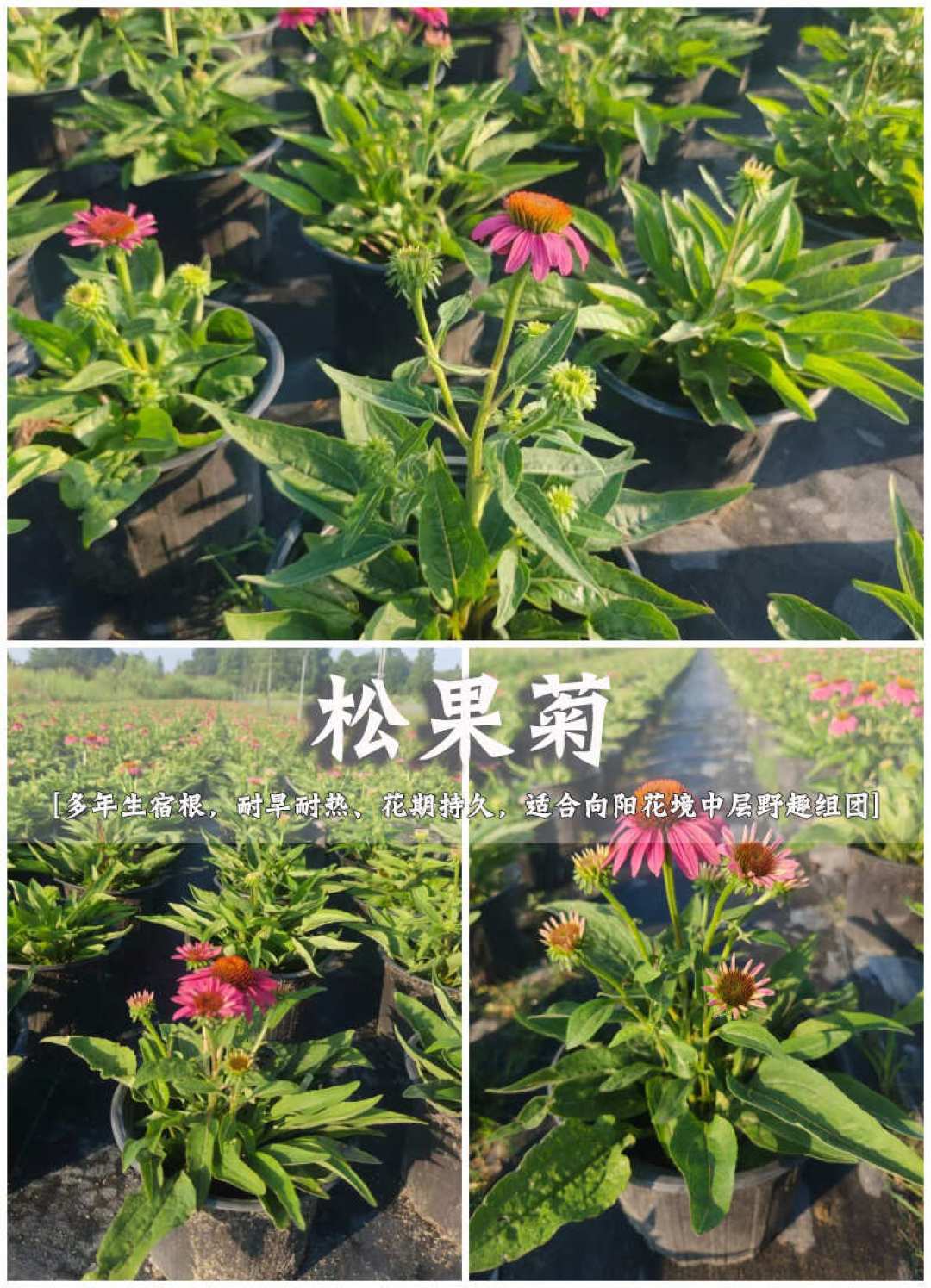8月底,花境的