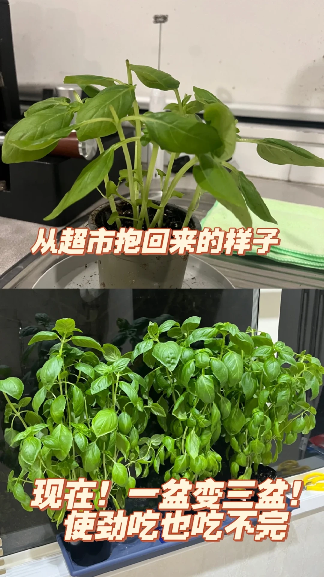 超市罗勒十几块一盒还放三天就坏:今天处暑,香草秋播窗口开了,但先看夜温再动手