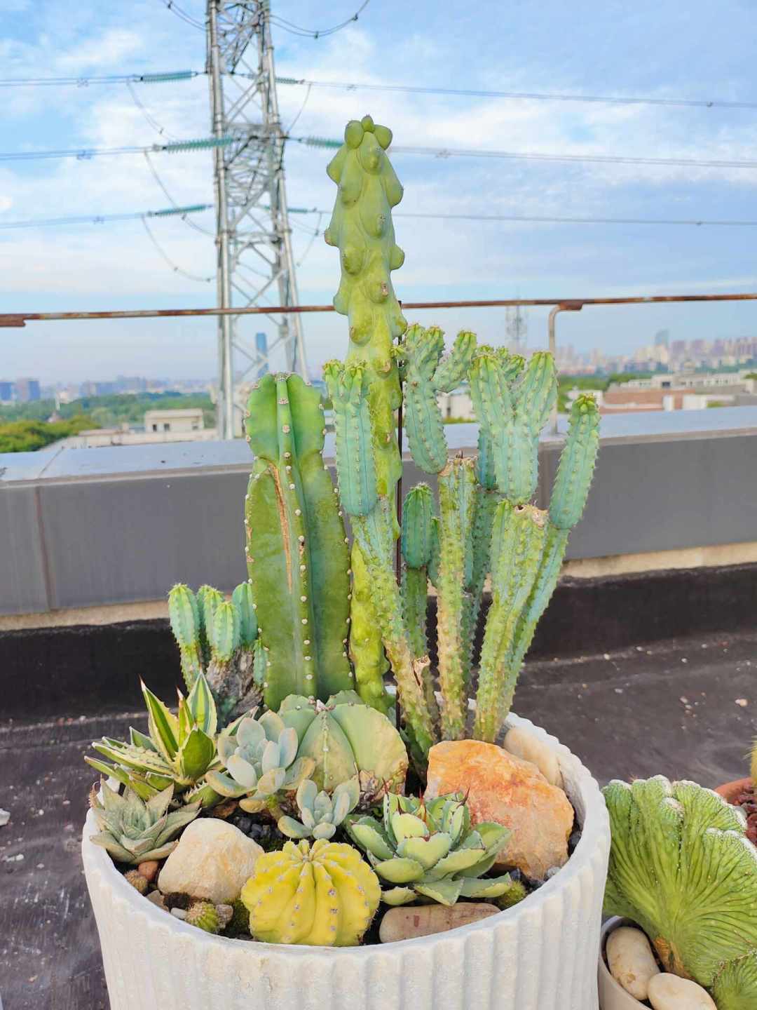 今天处暑,仙人球度夏后的“第一口水”别急着浇:一半地区还不到时候