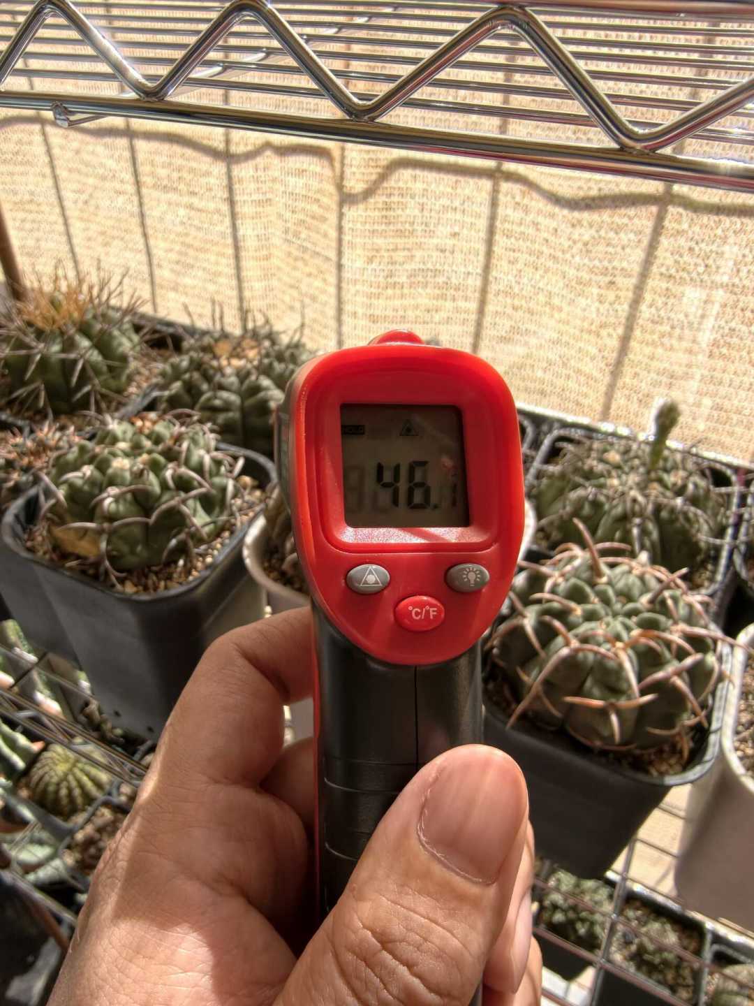 今天处暑,仙人球度夏后的“第一口水”别急着浇:一半地区还不到时候