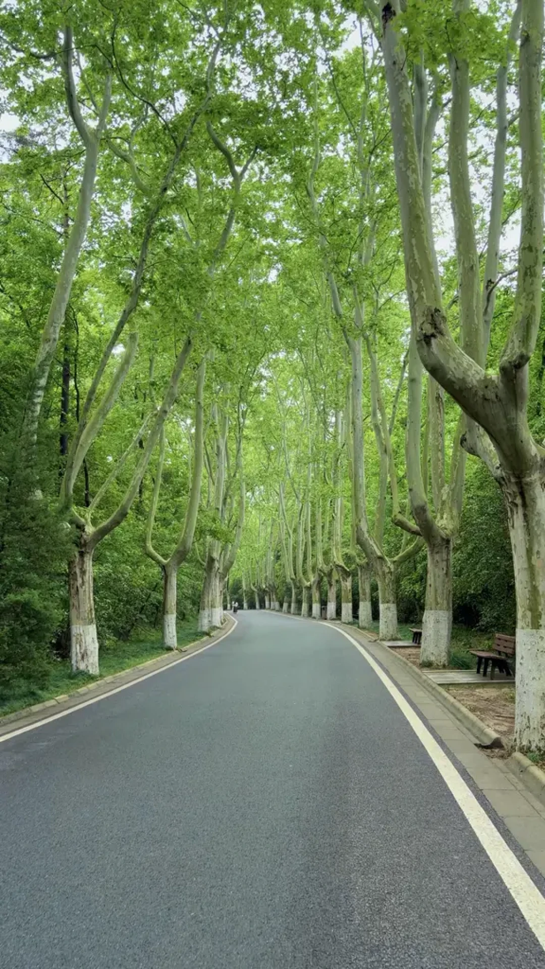 拍南京梧桐大道,真得凌晨五点起床?翻了20多篇实测帖,整理出这份避峰指南