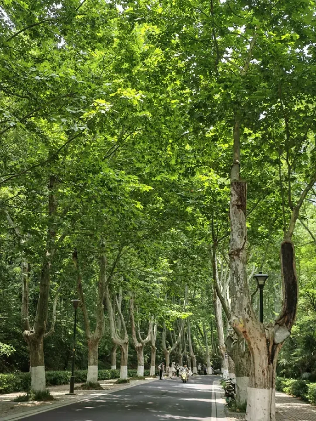 拍南京梧桐大道,真得凌晨五点起床?翻了20多篇实测帖,整理出这份避峰指南