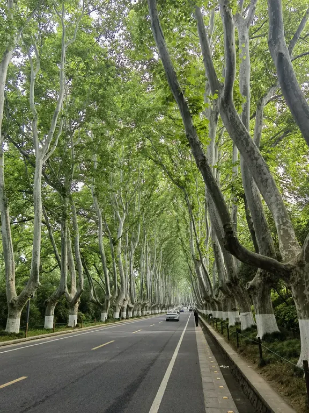 拍南京梧桐大道,真得凌晨五点起床?翻了20多篇实测帖,整理出这份避峰指南