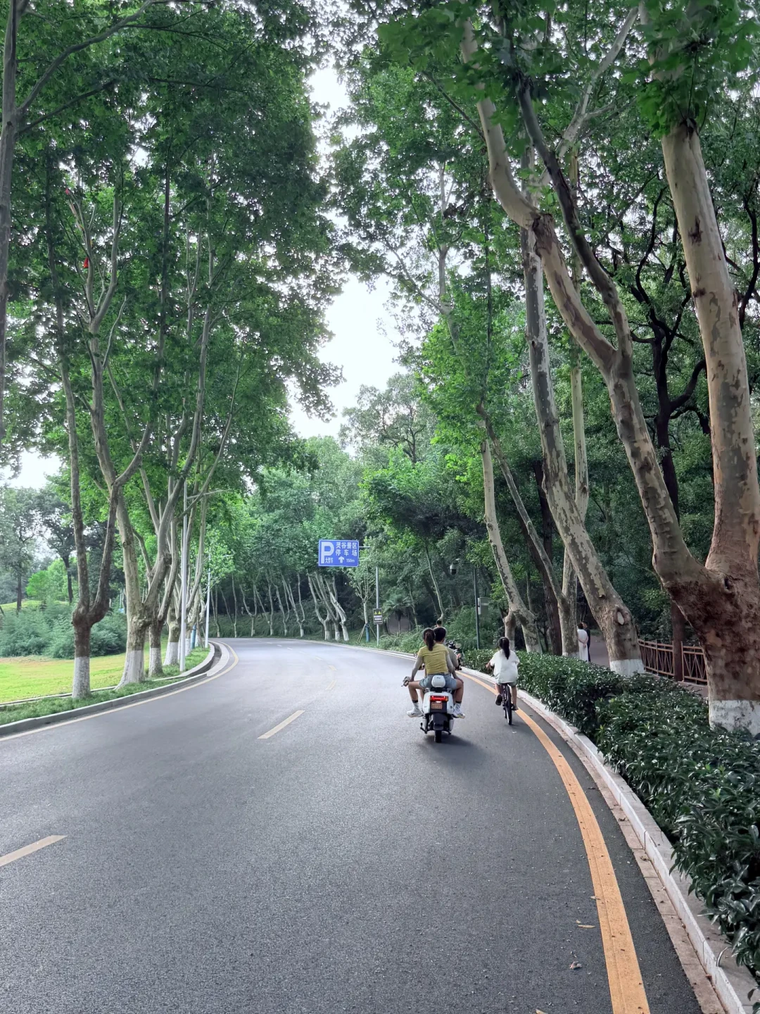 拍南京梧桐大道,真得凌晨五点起床?翻了20多篇实测帖,整理出这份避峰指南