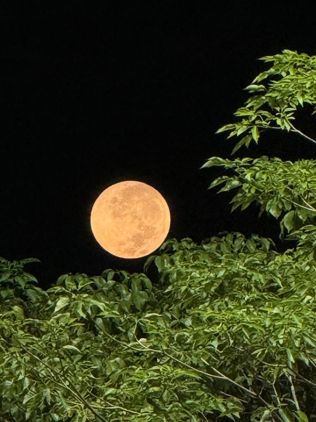 新教材全换了,必背清单却有四个版本:开学前背哪些古诗,这篇说清楚