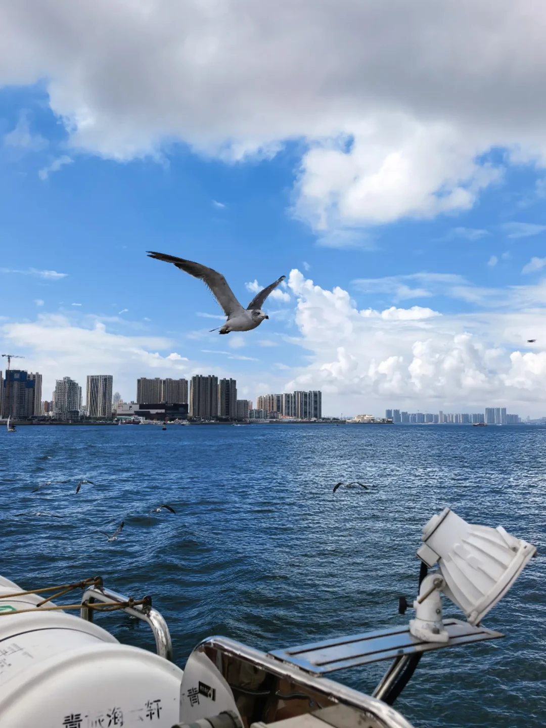 扔了吃的,鸥却不来了?出发前,对比威海、大连、青岛的夏末观鸥最后一周