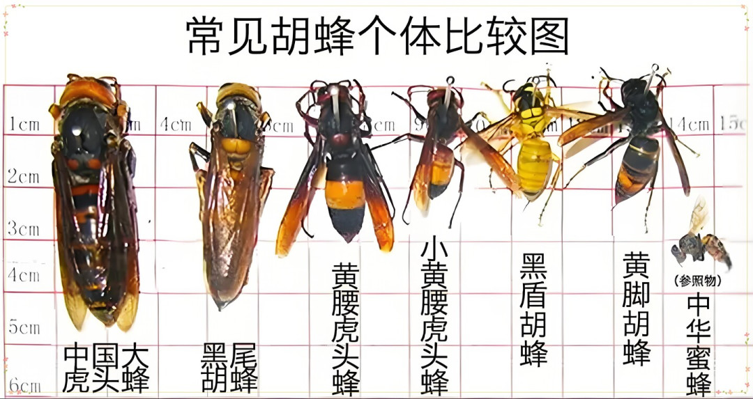 8月下旬,林下养蜂最难熬的两周:胡蜂蹲守巢门,秋逃蜂却住进了别人的诱蜂箱