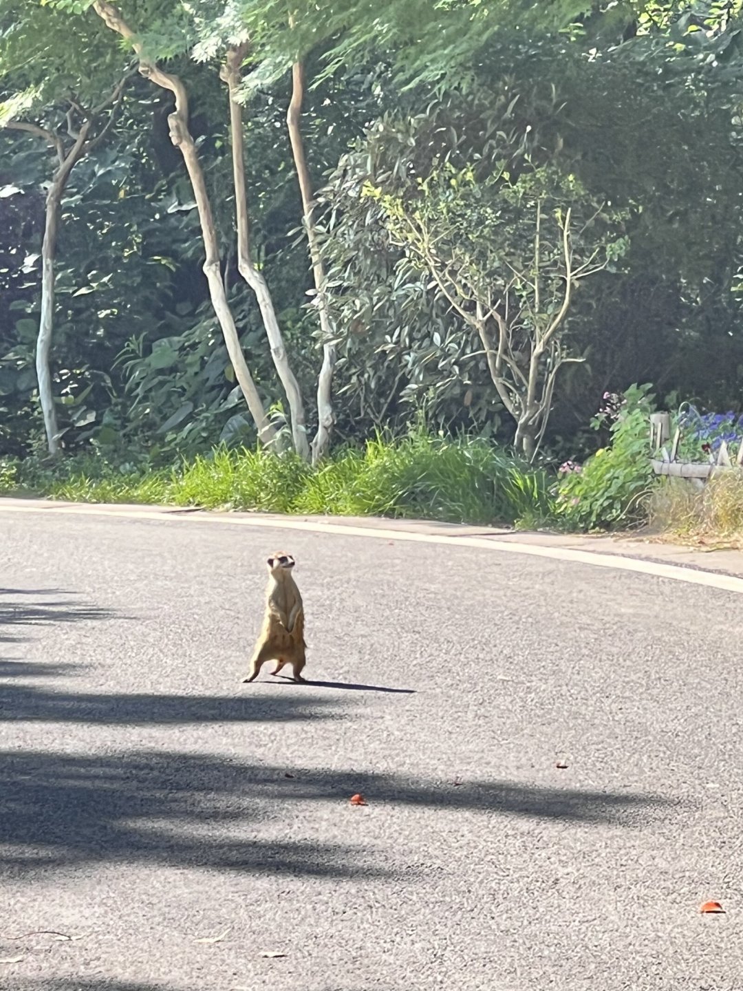 亚宠展站岗狐獴火了,身价两年涨3倍:想接