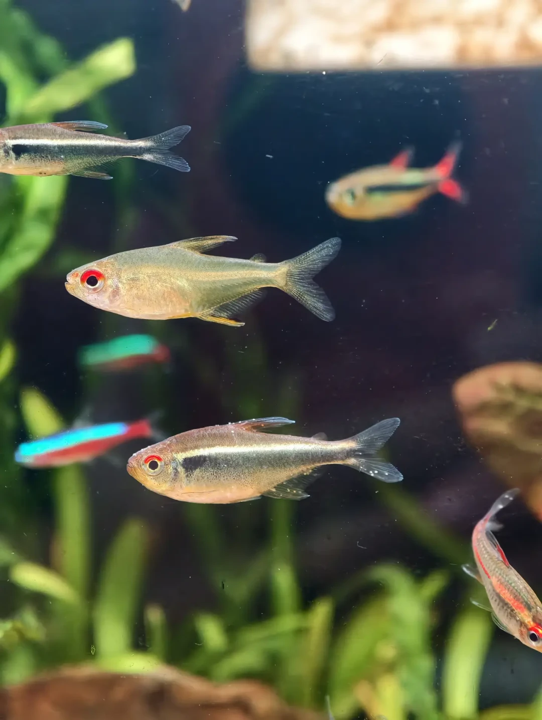 今天处暑,白点病开始冒头:这根几十块的加热棒该备上了——时点表、瓦数公式、防煮鱼三件事