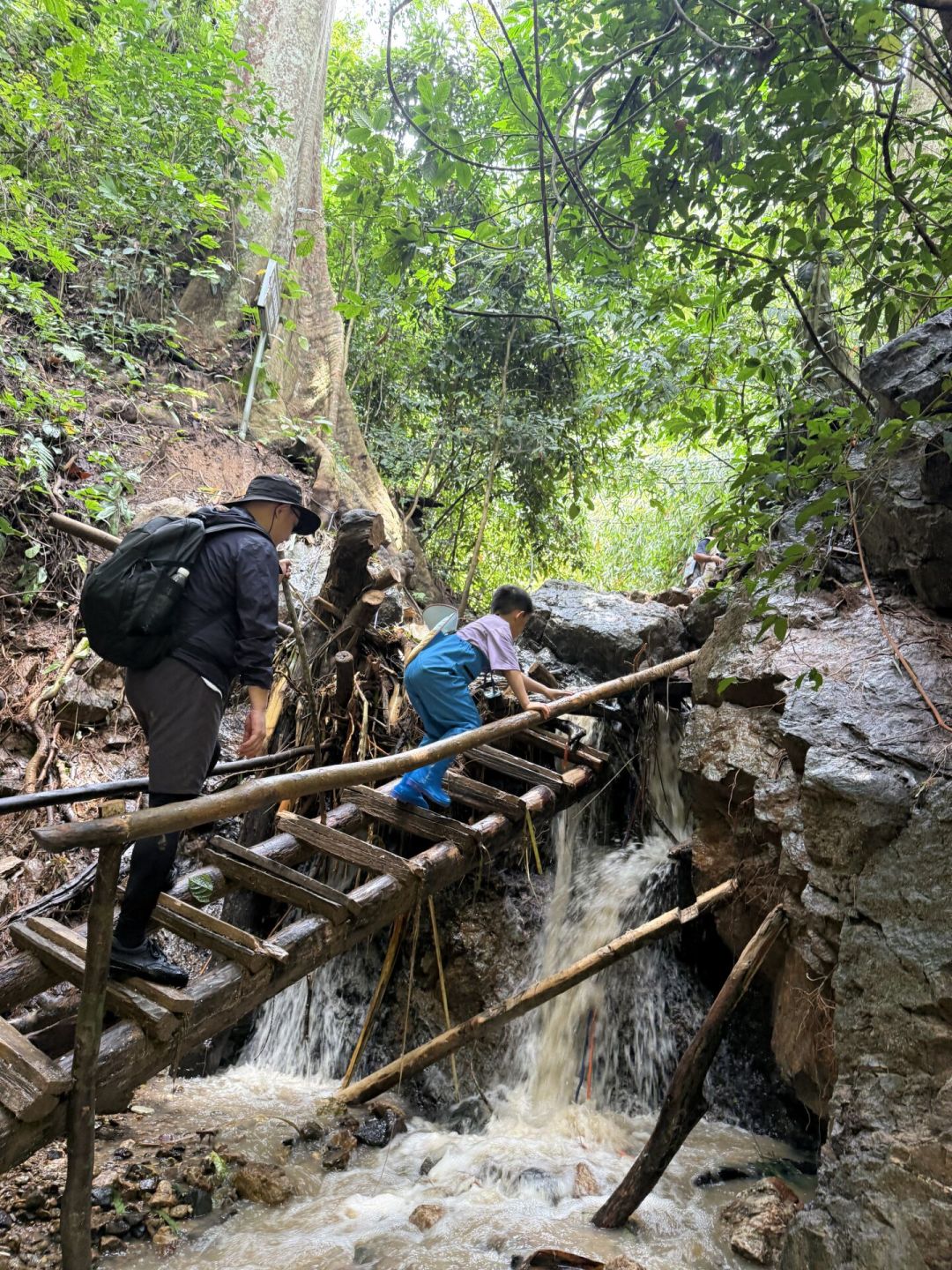 基诺山雨林徒步到底值不值?我把真实体验翻了一遍,整理出雨季出行决策指南