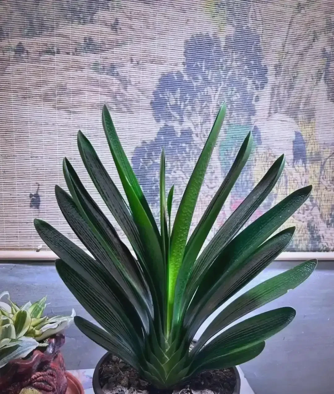 刚出伏就想给君子兰换盆?先看温度计再看日历:5个苏醒信号+分区换盆时间表