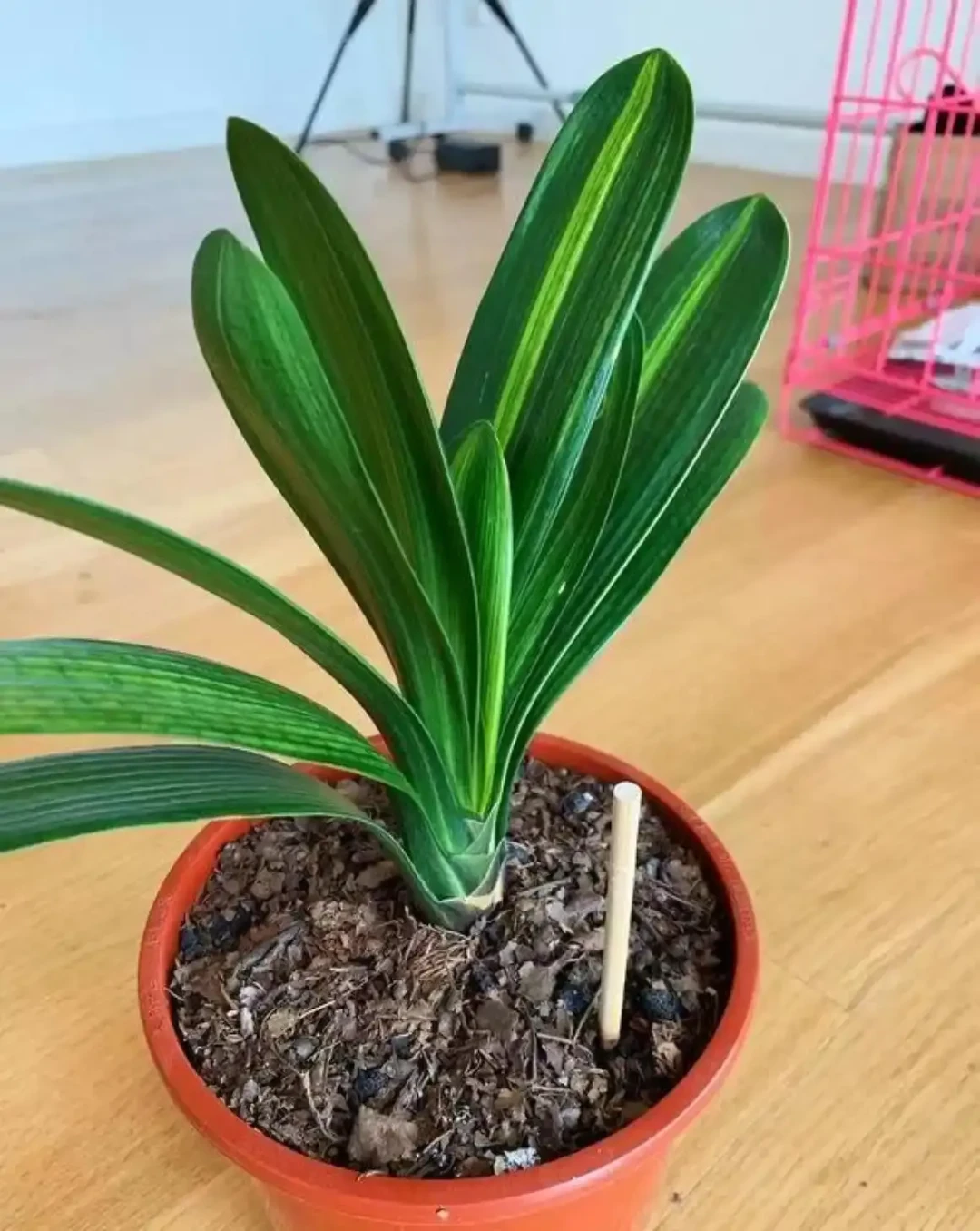 刚出伏就想给君子兰换盆?先看温度计再看日历:5个苏醒信号+分区换盆时间表