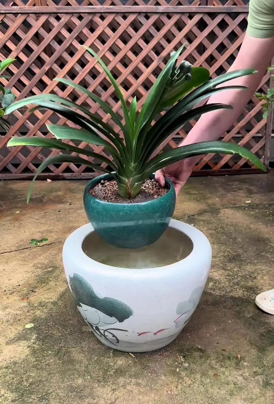 刚出伏就想给君子兰换盆?先看温度计再看日历:5个苏醒信号+分区换盆时间表