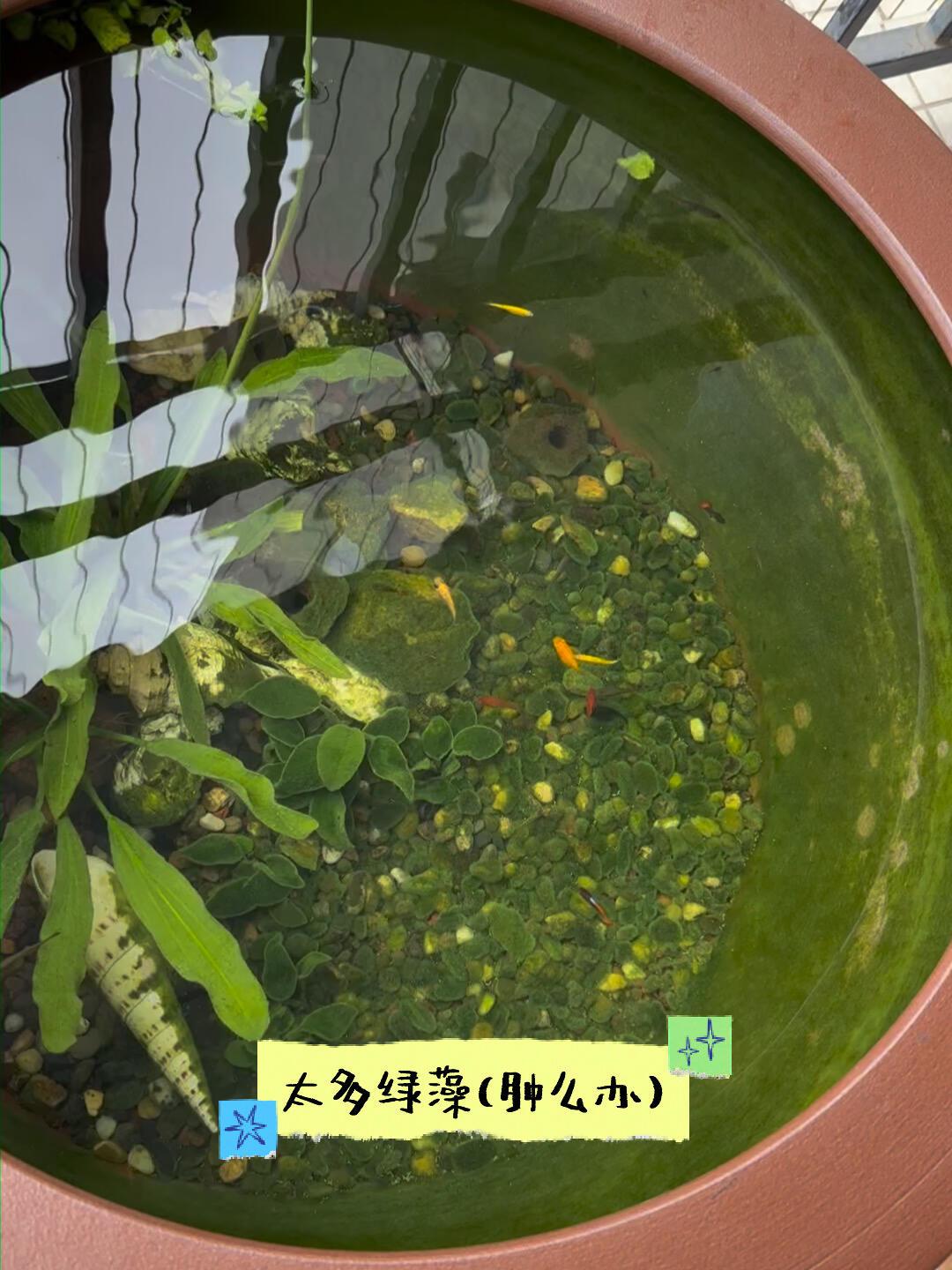 草缸不是被藻爆死的:秋老虎里,这4个救缸操作比藻更要命