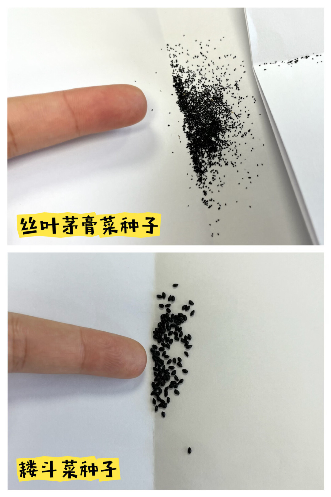 秋播开闸,假种子也进入一年一度的高发期:翻完全网20多篇吐槽帖,捋出4类套路和一份放心回购店清单