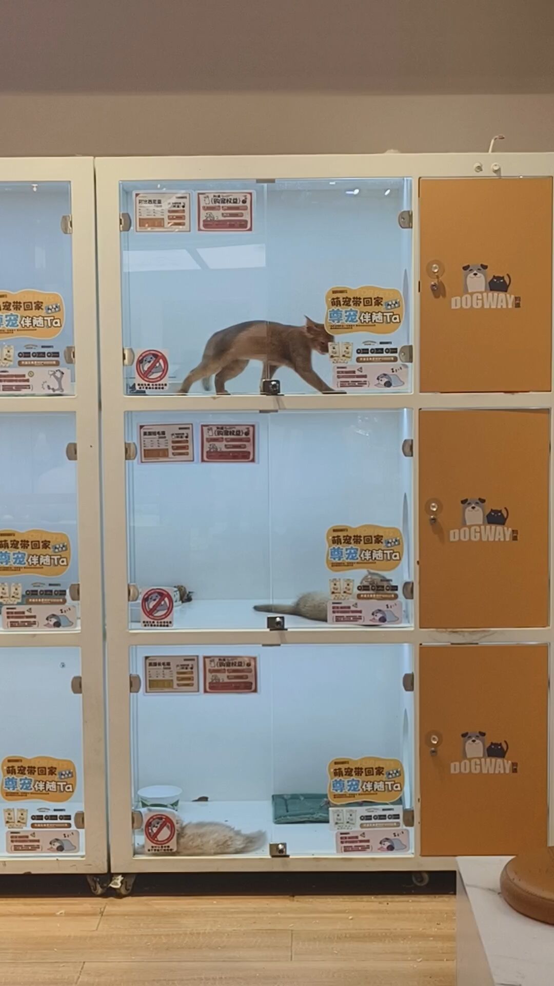 免费领养品种猫?把4份