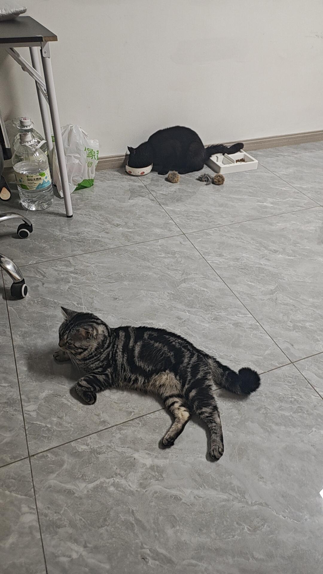 免费领养的流浪猫,可能是最贵的:翻了973条投诉,我整理出这4类套路