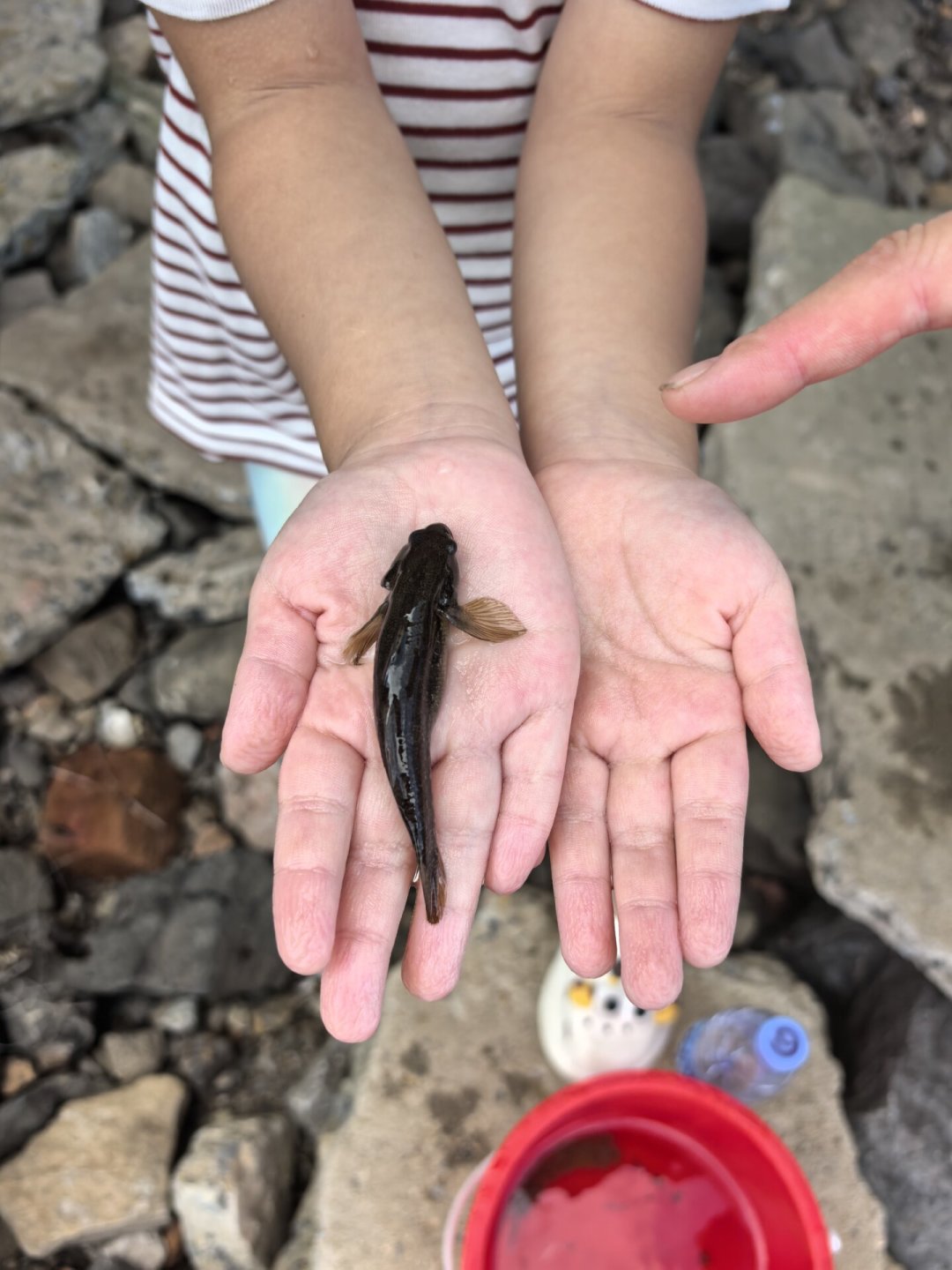 给娃买第一根鱼竿,钱别先花在竿上:翻完全网20多条儿童竿测评和亲子帖,三档预算一次算清