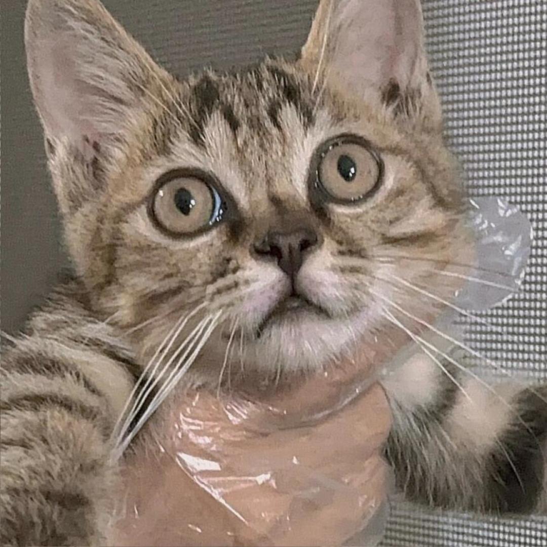 免费领养的流浪猫,可能是最贵的:翻了973条投诉,我整理出这4类套路