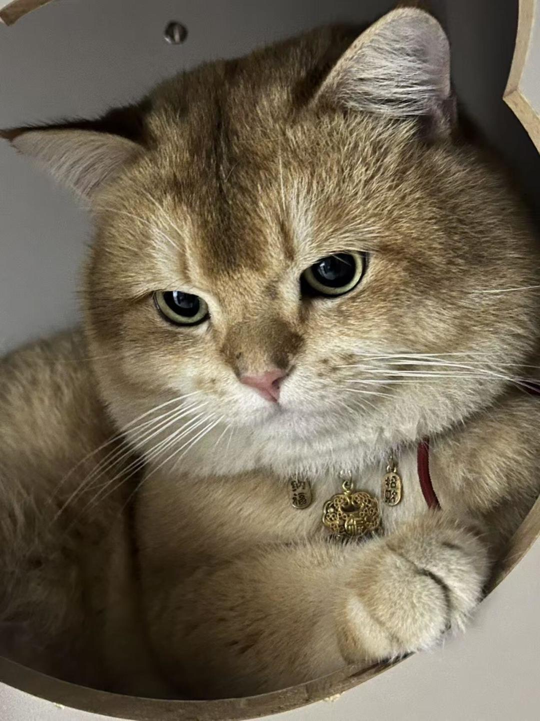 免费领养的流浪猫,可能是最贵的:翻了973条投诉,我整理出这4类套路