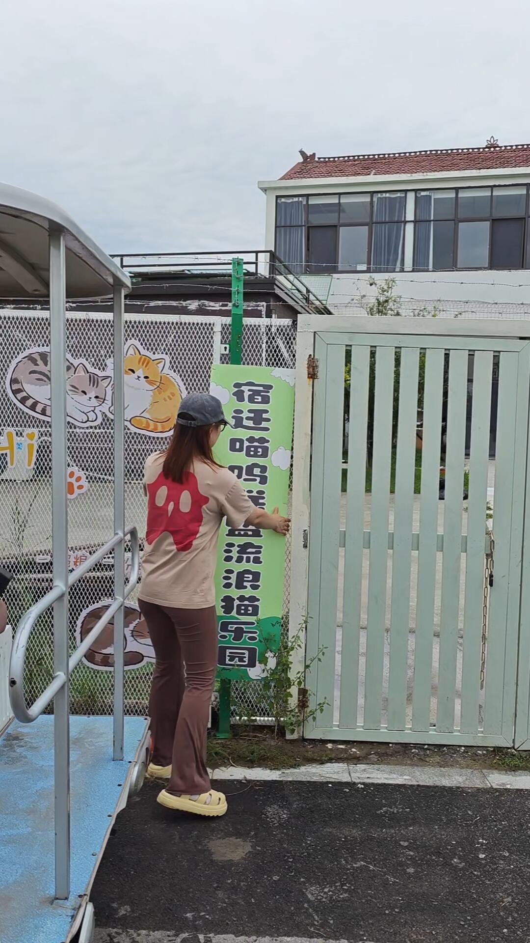 免费领养的流浪猫,可能是最贵的:翻了973条投诉,我整理出这4类套路