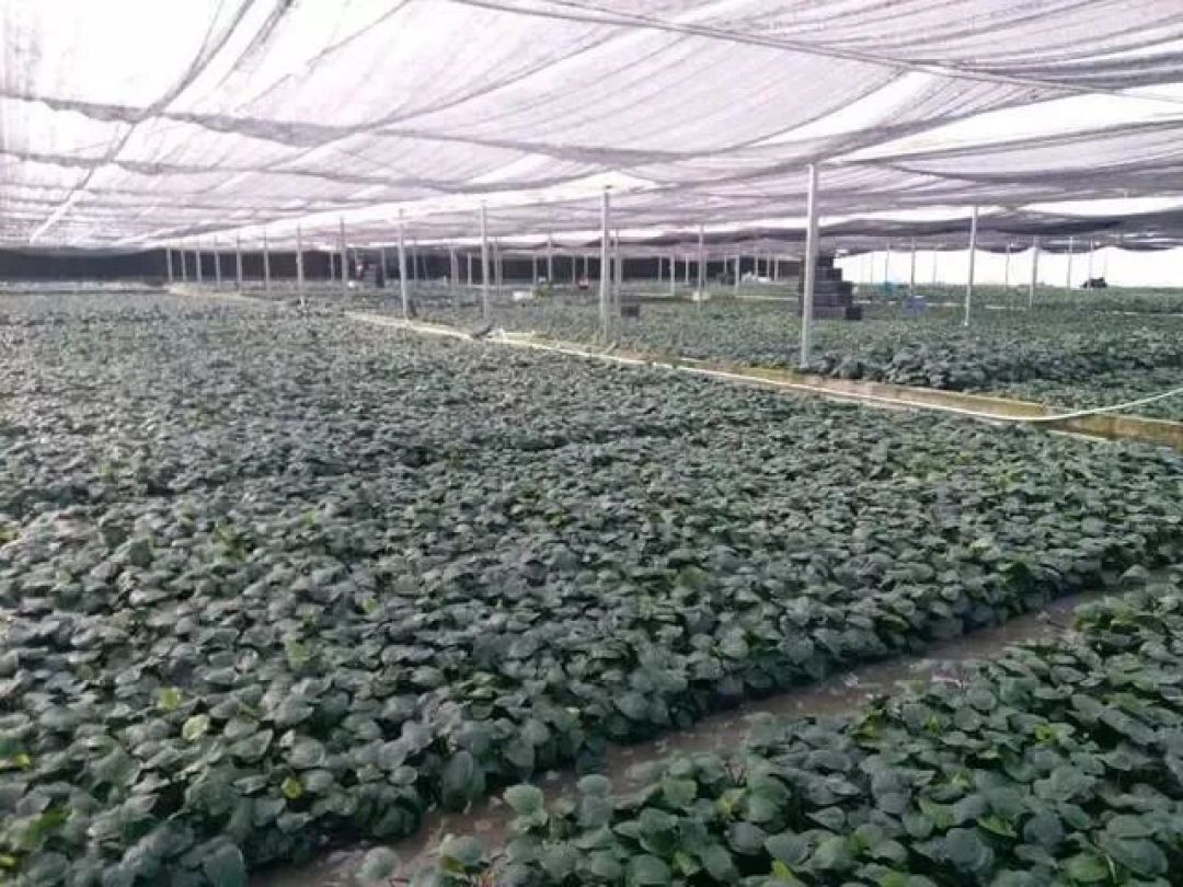 你网购的水草,绝大多数是“陆地上种出来的”:组培杯、水上叶、水下叶、野采,四种形态下单前先把账算清