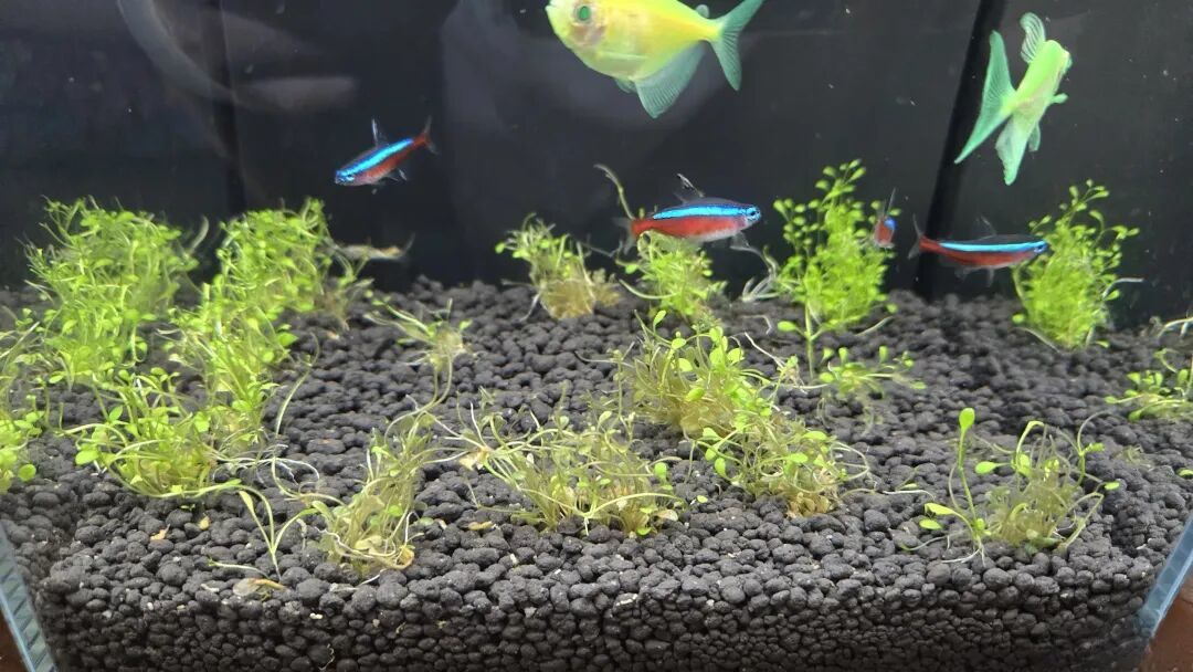 你网购的水草,绝大多数是“陆地上种出来的”:组培杯、水上叶、水下叶、野采,四种形态下单前先把账算清