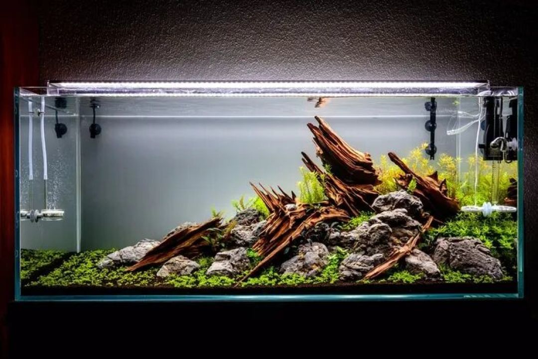 你网购的水草,绝大多数是“陆地上种出来的”:组培杯、水上叶、水下叶、野采,四种形态下单前先把账算清