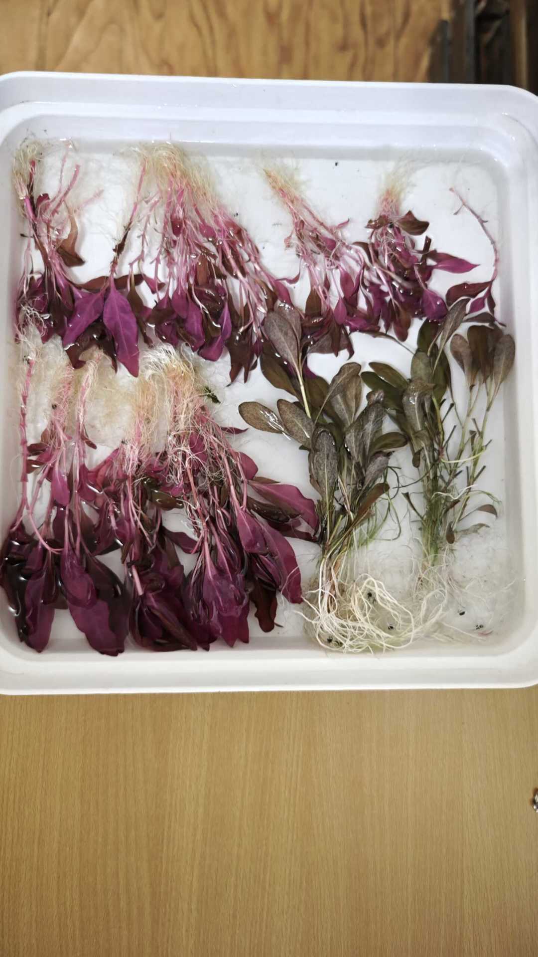 草缸熬过夏天想翻缸?先答完这4个问题,再决定哪天动手