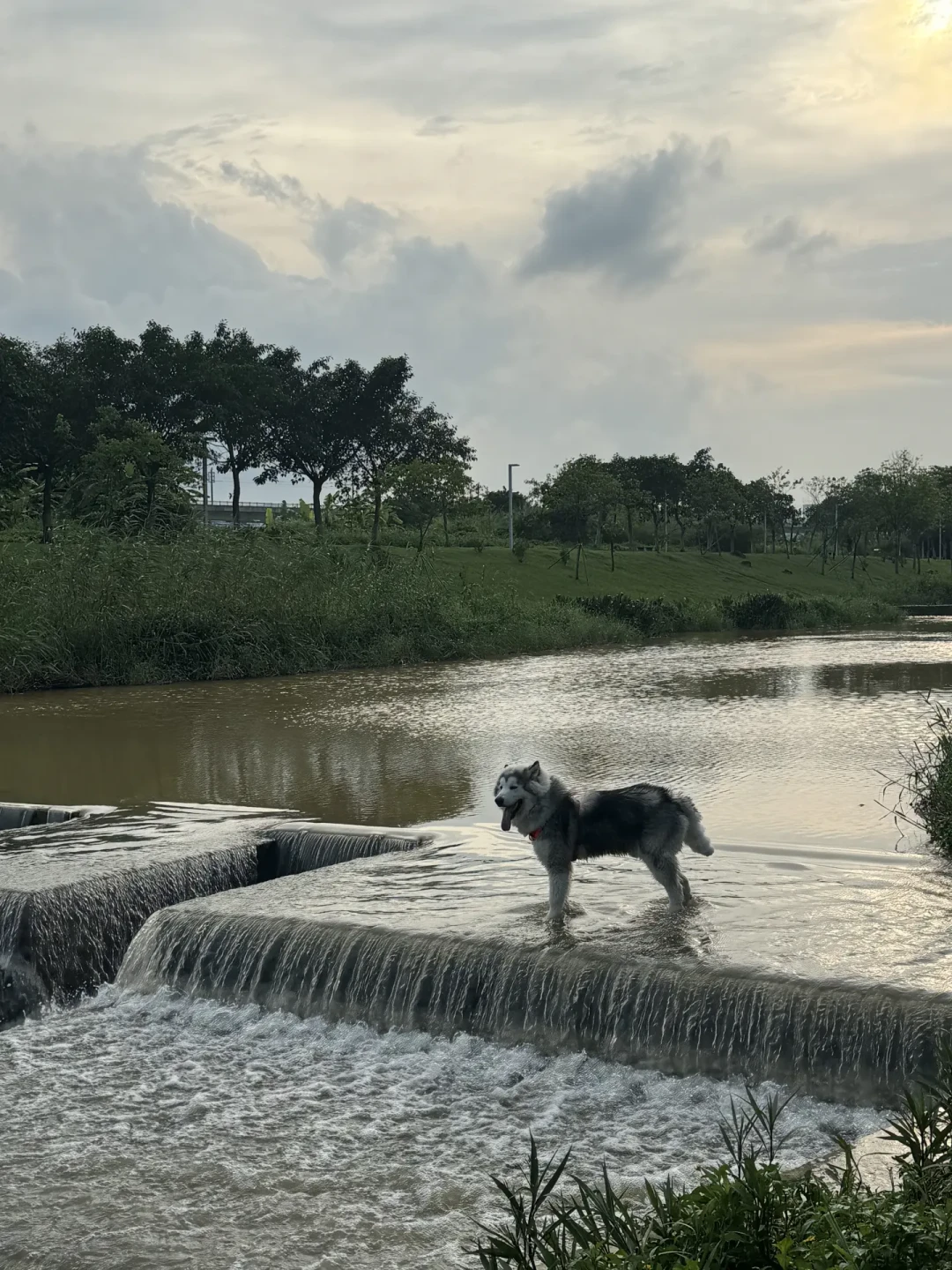 大型犬家庭熬三伏:气温35℃不可怕,烫到能煎蛋的地面才可怕