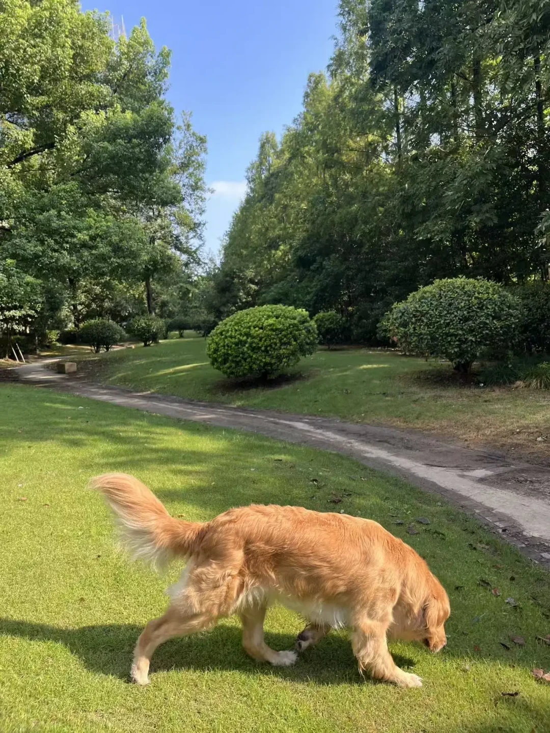 大型犬家庭熬三伏:气温35℃不可怕,烫到能煎蛋的地面才可怕