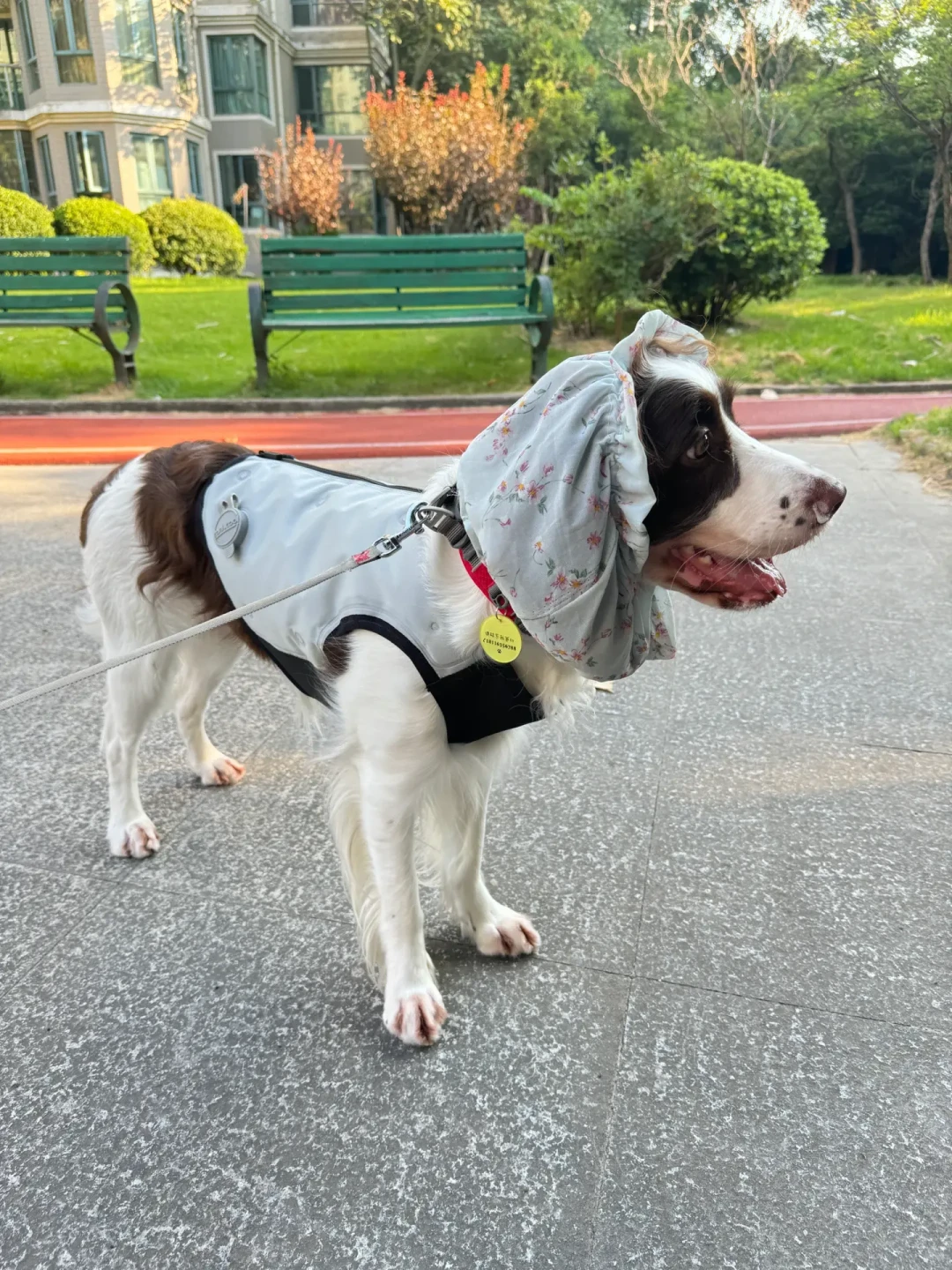 大型犬家庭熬三伏:气温35℃不可怕,烫到能煎蛋的地面才可怕